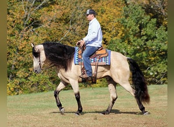 Tennessee Walking Horse, Castrone, 10 Anni, 165 cm, Pelle di daino