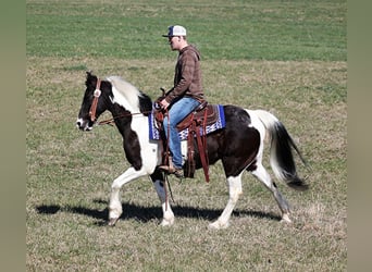Tennessee Walking Horse, Castrone, 10 Anni, Tobiano-tutti i colori
