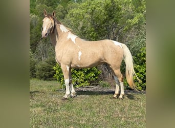 Tennessee Walking Horse, Castrone, 11 Anni, 142 cm, Champagne
