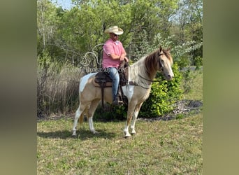 Tennessee Walking Horse, Castrone, 11 Anni, 142 cm, Champagne
