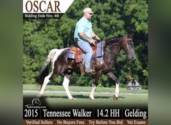 Tennessee Walking Horse, Castrone, 11 Anni, 147 cm, Tobiano-tutti i colori