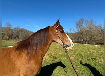 Tennessee Walking Horse, Castrone, 11 Anni, 150 cm, Baio roano