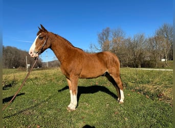 Tennessee Walking Horse, Castrone, 11 Anni, 150 cm, Baio roano