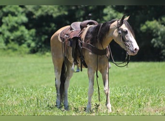 Tennessee Walking Horse, Castrone, 11 Anni, 152 cm, Pelle di daino