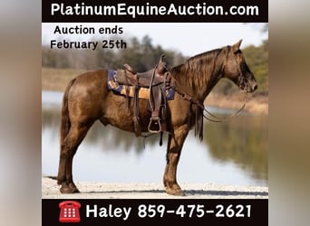 Tennessee Walking Horse, Castrone, 11 Anni, 155 cm, Baio