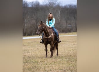Tennessee Walking Horse, Castrone, 11 Anni, 155 cm, Baio