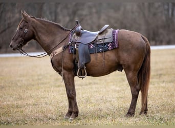 Tennessee Walking Horse, Castrone, 11 Anni, 155 cm, Baio