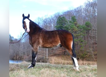 Tennessee Walking Horse, Castrone, 11 Anni, 155 cm, Baio roano