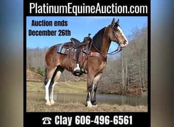 Tennessee Walking Horse, Castrone, 11 Anni, 155 cm, Baio roano