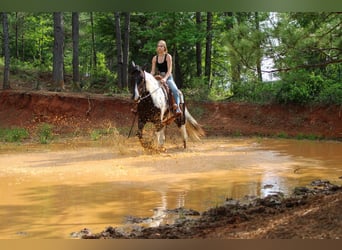 Tennessee Walking Horse, Castrone, 11 Anni, 165 cm, Tobiano-tutti i colori