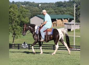Tennessee Walking Horse, Castrone, 12 Anni, 142 cm, Tobiano-tutti i colori
