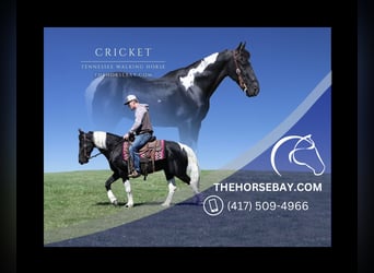 Tennessee Walking Horse, Castrone, 12 Anni, 145 cm, Tobiano-tutti i colori