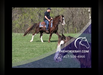 Tennessee Walking Horse, Castrone, 12 Anni, 147 cm, Sabino