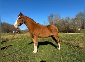 Tennessee Walking Horse, Castrone, 12 Anni, 150 cm, Baio roano
