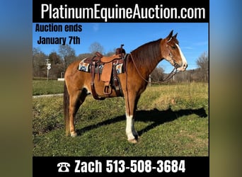 Tennessee Walking Horse, Castrone, 12 Anni, 150 cm, Baio roano