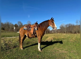 Tennessee Walking Horse, Castrone, 12 Anni, 150 cm, Baio roano