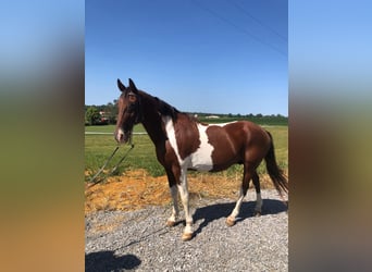 Tennessee Walking Horse, Castrone, 12 Anni, 152 cm, Baio ciliegia