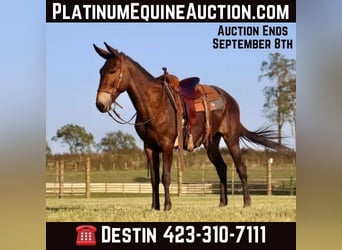 Tennessee Walking Horse, Castrone, 12 Anni, 152 cm, Baio ciliegia