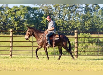 Tennessee Walking Horse, Castrone, 12 Anni, 152 cm, Baio ciliegia