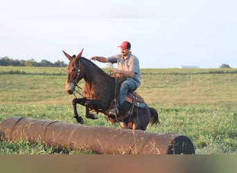 Tennessee Walking Horse, Castrone, 12 Anni, 152 cm, Baio ciliegia