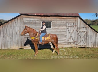 Tennessee Walking Horse, Castrone, 12 Anni, 152 cm, Sauro ciliegia