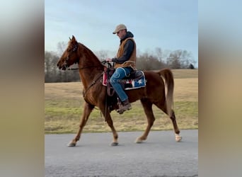 Tennessee Walking Horse, Castrone, 12 Anni, 152 cm, Sauro ciliegia