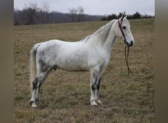 Tennessee Walking Horse, Castrone, 12 Anni, 155 cm, Grigio pezzato