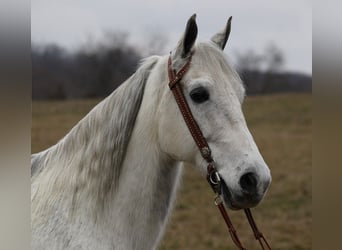 Tennessee Walking Horse, Castrone, 12 Anni, 155 cm, Grigio pezzato