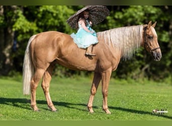 Tennessee Walking Horse, Castrone, 12 Anni, 160 cm, Palomino