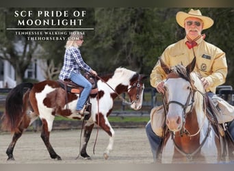 Tennessee Walking Horse, Castrone, 12 Anni, 163 cm, Baio ciliegia