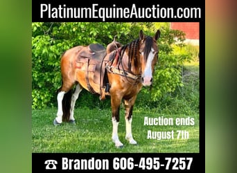 Tennessee Walking Horse, Castrone, 12 Anni, Baio roano