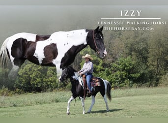 Tennessee Walking Horse, Castrone, 12 Anni, Tobiano-tutti i colori