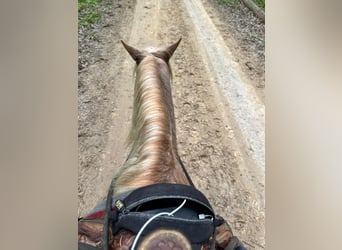 Tennessee Walking Horse, Castrone, 13 Anni, 132 cm, Roano rosso