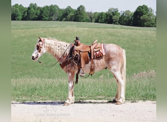 Tennessee Walking Horse, Castrone, 13 Anni, 132 cm, Roano rosso