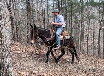 Tennessee Walking Horse, Castrone, 13 Anni, 145 cm, Baio ciliegia