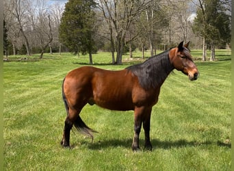 Tennessee Walking Horse, Castrone, 13 Anni, 147 cm, Baio ciliegia