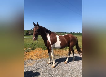 Tennessee Walking Horse, Castrone, 13 Anni, 152 cm, Baio ciliegia