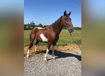 Tennessee Walking Horse, Castrone, 13 Anni, 152 cm, Baio ciliegia