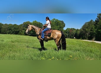 Tennessee Walking Horse, Castrone, 13 Anni, 152 cm, Pelle di daino