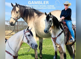 Tennessee Walking Horse, Castrone, 13 Anni, 152 cm, Pelle di daino