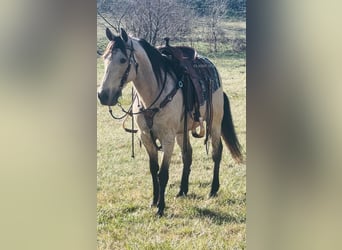 Tennessee Walking Horse, Castrone, 13 Anni, 152 cm, Pelle di daino
