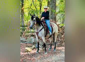 Tennessee Walking Horse, Castrone, 13 Anni, 152 cm, Pelle di daino