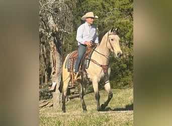 Tennessee Walking Horse, Castrone, 13 Anni, 152 cm, Pelle di daino