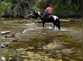 Tennessee Walking Horse, Castrone, 13 Anni, 152 cm, Tobiano-tutti i colori