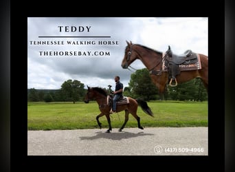 Tennessee Walking Horse, Castrone, 13 Anni, 155 cm, Baio ciliegia