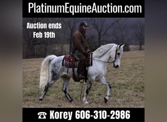 Tennessee Walking Horse, Castrone, 13 Anni, 155 cm, Grigio pezzato