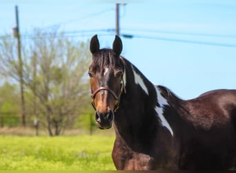 Tennessee Walking Horse, Castrone, 13 Anni, 160 cm, Tobiano-tutti i colori