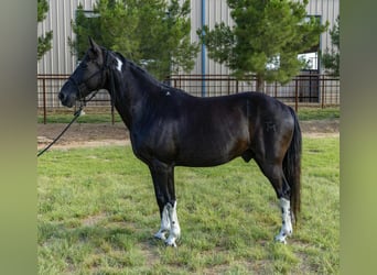 Tennessee Walking Horse, Castrone, 13 Anni, Tobiano-tutti i colori