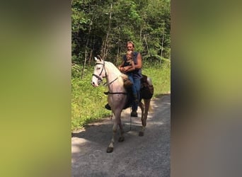 Tennessee Walking Horse, Castrone, 14 Anni, 142 cm, Bianco