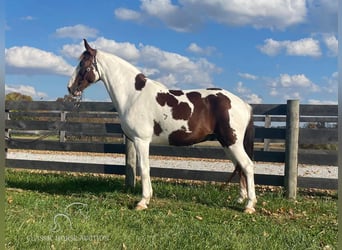 Tennessee Walking Horse, Castrone, 14 Anni, 152 cm, Tobiano-tutti i colori